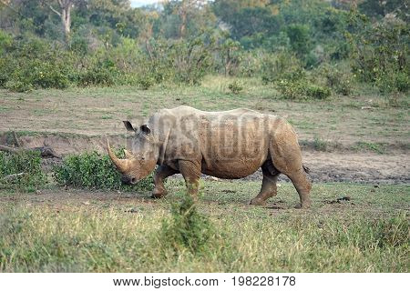 white Rhino in the Kruger National Park