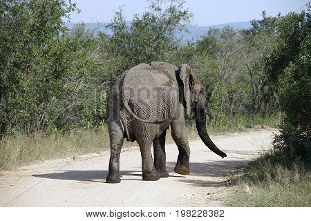 African Elephant in the Kruger National Park