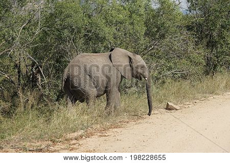 African Elephant in the  Kruger National Park