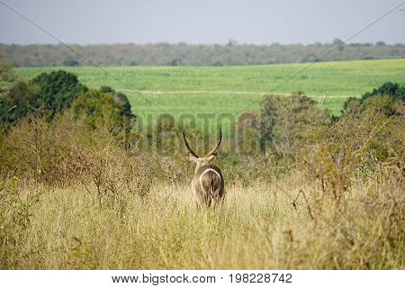 An Antelope in the Kruger National Park