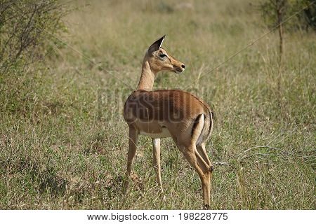 An Impala in the Kruger National Park.