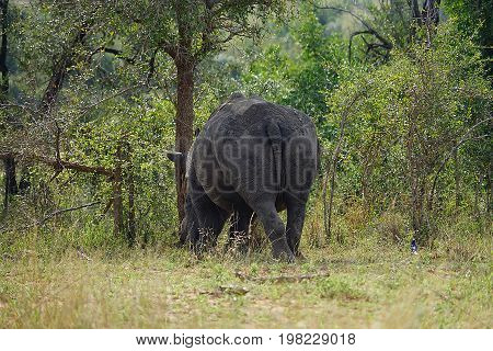 white Rhino in the Krueger National Park