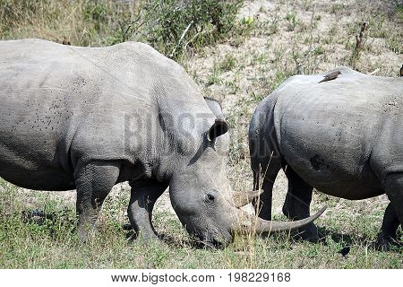 white Rhino in the Krueger National Park