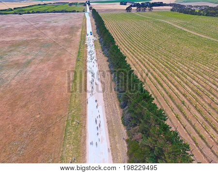 Aerial view of sheep on outback road. Featuring herd of sheep. Complete with sheep dogs, farmer and farm utes. Circle Irrigation (Centre Pivot) in view.