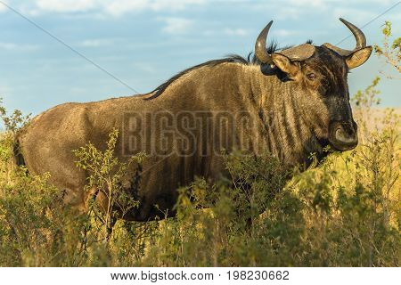 Wildlife Wild-beast Bull Animal