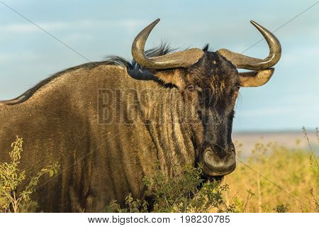 Wildlife Wild-beast Bull Animal