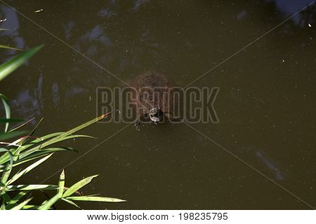 A red-eared slider turtle in a garden pond in a Japanese garden.