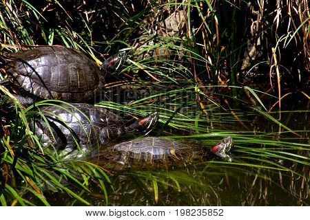Three red-eared slider turtles rest along the side of a pond