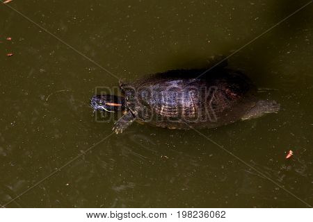 A red-eared slider turtle in a garden pond in a Japanese garden.