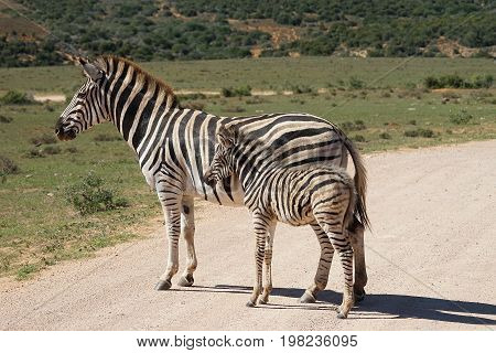 A Mother and Child Burchell Zebra Kruger National Park