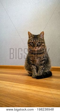 Beautifully elegant sitting cat. Looks guiltily at the camera. Vertical view