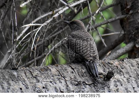 Bird on tree at Pearl Lake State Park
