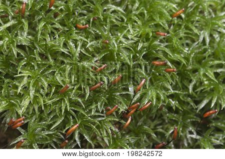 Moss (Atrichum undulatum) close up shot local focus