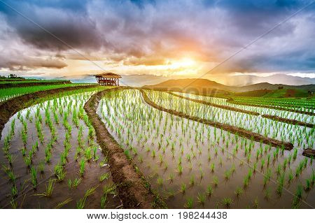 Terrace Rice Field Of Ban Pa Bong Piang In Chiangmai, Thailand.