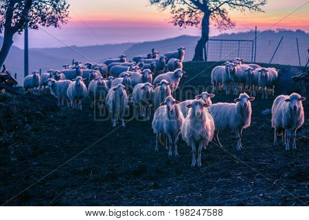 herd of sheeps at sunset time, Toscany.
