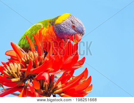 A Rainbow Lorikeet (Trichoglossus haematodus) - a colourful medium-sized Australian parrot - feeding on the flowers of a Coral Tree (Erythrina sykesii) in Perth, Western Australia.
