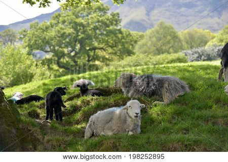 Sheep and lambs in shade, Borrowdale, Lake District