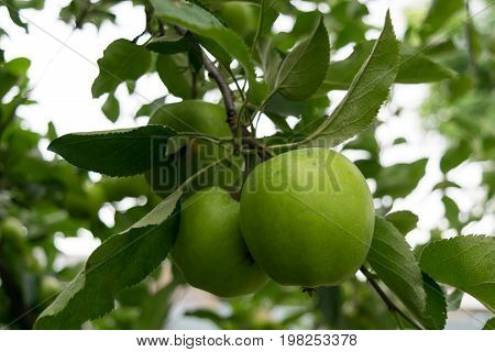 unpicked fresh organic green unripe apples with natural leaves background