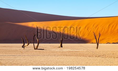 Desolated dry landscpe with dead camel thorn trees in Deadvlei pan with cracked soil in the middle of Namib Desert red dunes, Sossusvlei, Namibia, Africa.