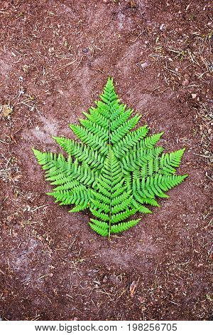 Green fern leaf on ground background close up