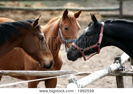 Reunión de caballo