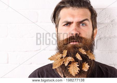 handsome bearded man with stylish mustache and autumn yellow leaves in long beard on serious face on white brick wall background copy space