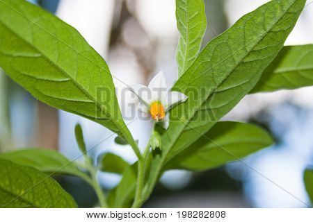 Flower Of Ornamental Nightshade