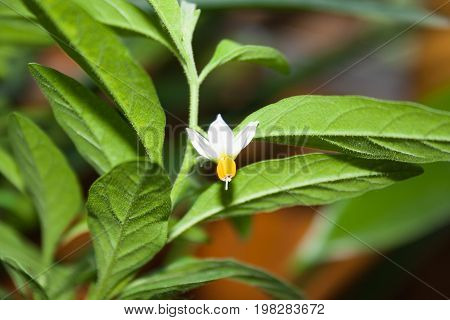 Flower Of Ornamental Nightshade