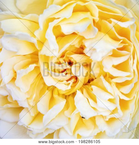 Flower rose Crown Princess Margareth petals soft sweet tones of sweet style. Background for decoration close-up concept