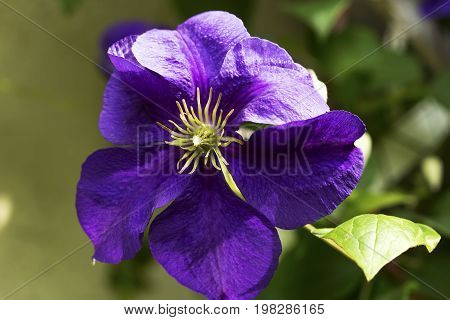 Blooming hybrid cultivar Jackman's clematis (Clematis x jackmanii) in the summer garden