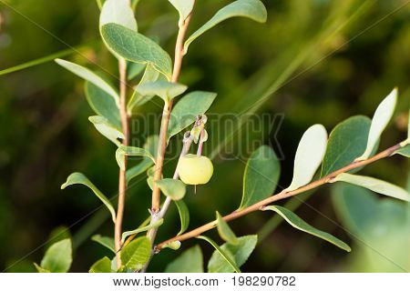 Green berries of a bog bilberry Vaccinium uliginosum.