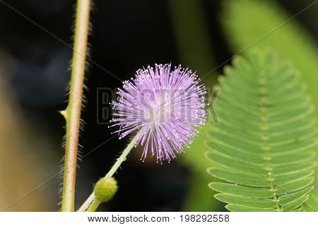 Flower of a sensitive plant (Mimosa pudica)