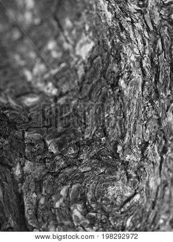 BLACK AND WHITE PHOTO OF CLOSE-UP OF LIVING TREE BARK