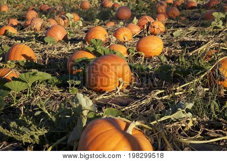 A Pumpkin Patch Field with Various Sized Pumpkins