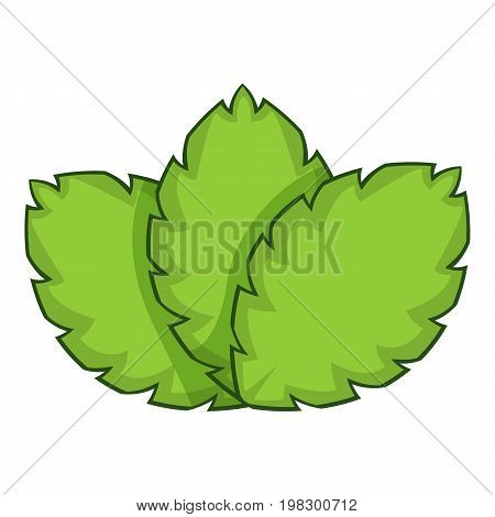 Sage herb icon. Cartoon illustration of sage herb vector icon for web design