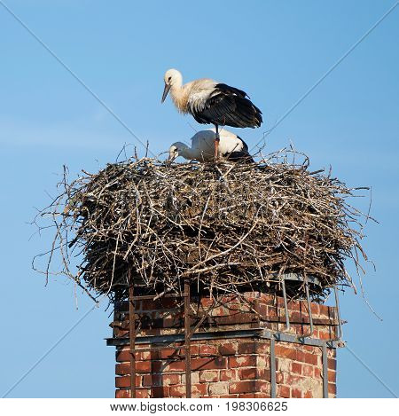 Storks in a nest in the village Biederitz near Magdeburg