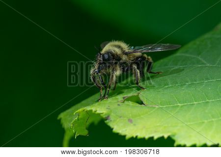 A Laphria sacrator robber fly bumble bee mimic waiting on a leaf for prey.