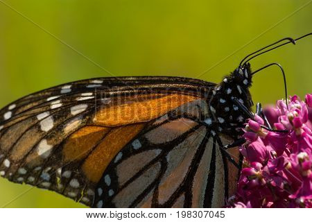 A Monarch Butterfly feeding from flowwers on a plant.