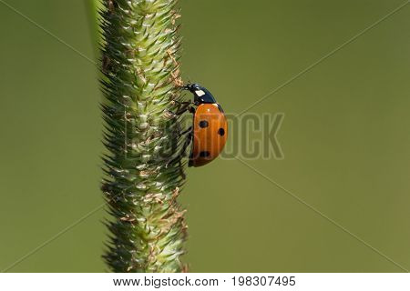 A Seven-spotted Lady Beetle climbing a stalk of grass.