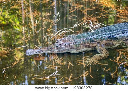 Awesome Gharial (gavialis Gangeticus), Also Knows As The Gavial.