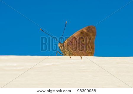 Beautiful butterfly that sits. Photo taken at the beach in the Dominican Republic