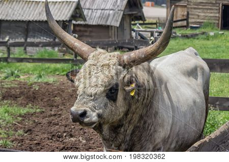 Podolian Bull With Big Horns At The Farm