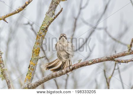 Grey Bird At Dry Tree, Galapagos, Ecuador