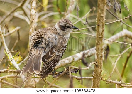 Grey Bird At Dry Tree, Galapagos, Ecuador