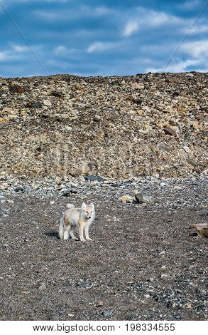 Arctic Fox near a campsite in Svalbard