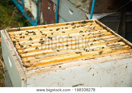 Many bees in an open hive in the hive half of the frames with honeycombs and honey