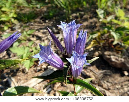 blue willow gentian , ( Gentiana asclepiadea )