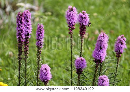 Dense blazing star flowers (Liatris spicata) on green background