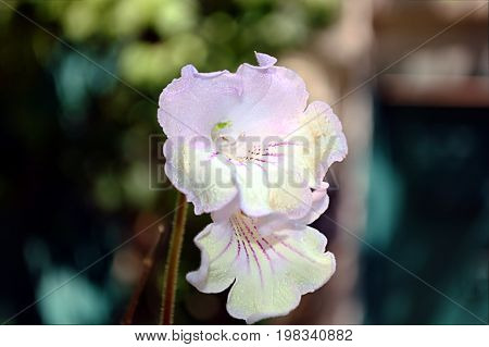 White With Red Houseplant Flowers