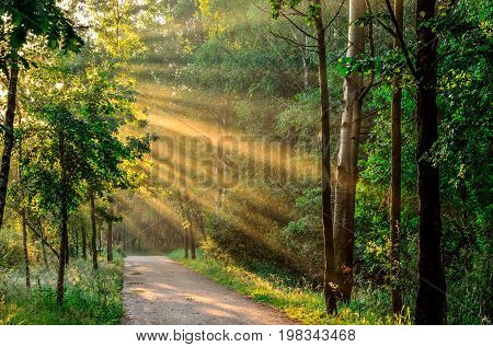Summer morning landscape. Forest path in the sunshine.